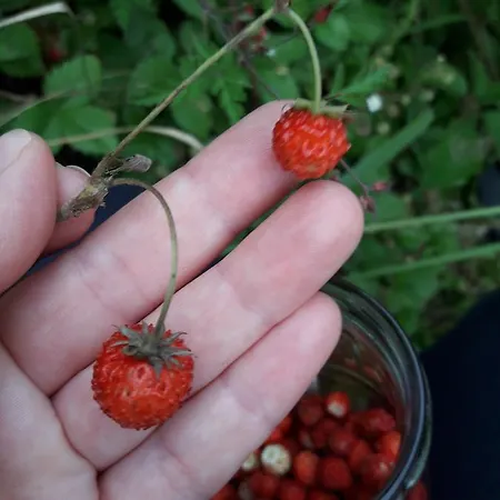 בית כפרי Cherry