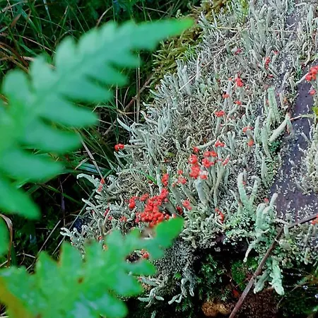 Séjour à la campagne Cherry