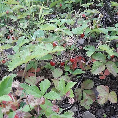 Séjour à la campagne Cherry *